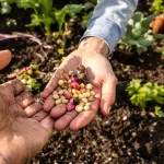 7 légumes surprenants à semer avant mai pour sortir des sentiers battus au potager cette saison
