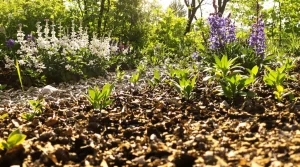 Comment créer un massif de vivaces zéro entretien pour structurer le jardin dès le printemps