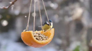 « Je l’ai posée hier, ils sont venus ce matin » : ma mangeoire maison à faire en 5 minutes attire les oiseaux