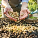 N’enfouissez plus le compost au potager : l’alternative sans effort pour des récoltes incroyables