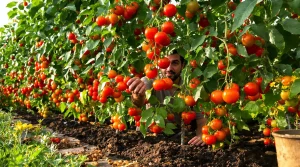 Tomates : cet engrais naturel double les récoltes, voici pourquoi il change vraiment la donne